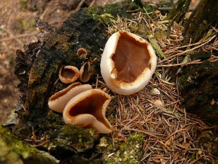 Discinaceae / discinkovité